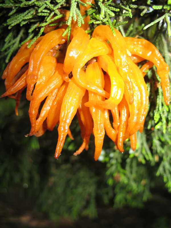 Cedarapple rust
